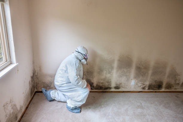 Mold Remediation for Vacation Homes in Hugo, OK